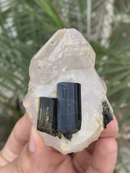 Twinned Black Tourmaline Crystals on Quartz from Pakistan - 102 Gram