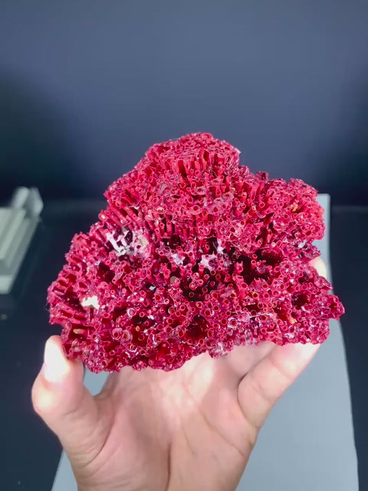 Red Coral Specimen - 111 gram